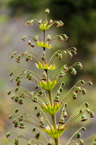Wilkesia gymnoxiphium