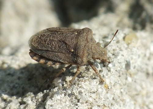 Léprosome des alyssons