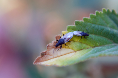 Oxycarenus
