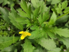 Ranunculus sieboldii