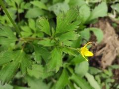Ranunculus sieboldii