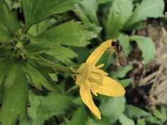 Ranunculus sieboldii