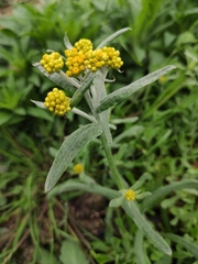 Pseudognaphalium affine