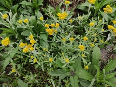 Pseudognaphalium affine