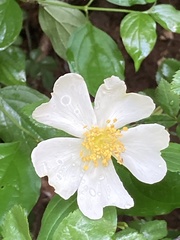 Rosa arvensis