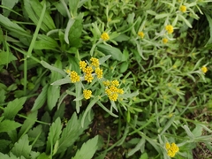 Pseudognaphalium affine