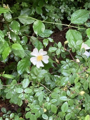 Rosa arvensis