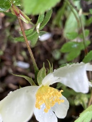 Rosa arvensis