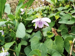 Viola hamiltoniana