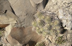 Echinocereus stramineus