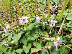 Viola hamiltoniana