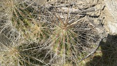 Echinocereus stramineus