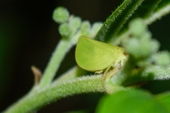 Acanalonia
