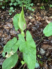 Arum maculatum