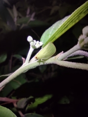 Acanalonia