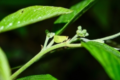 Acanalonia