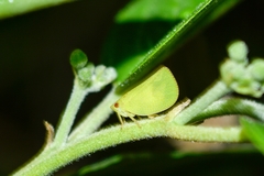 Acanalonia