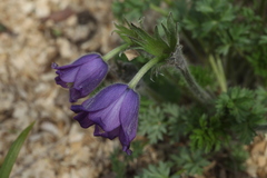Pulsatilla campanella