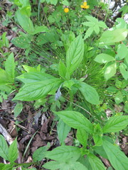 Brachybotrys paridiformis