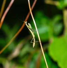 Mantodea