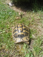 Testudo hermanni