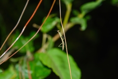 Mantodea