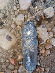 Cryptomys hottentotus