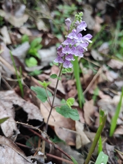 Scutellaria indica