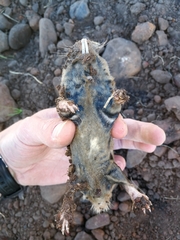 Cryptomys hottentotus