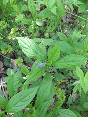 Brachybotrys paridiformis