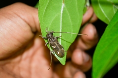 Hammatoderus brunneus