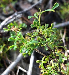 Dodonaea humilis
