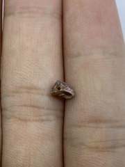 Eurytrochus strangei