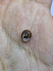 Eurytrochus strangei