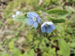 Thyrocarpus sampsonii