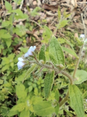 Thyrocarpus sampsonii