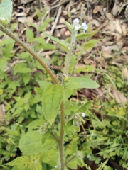 Thyrocarpus sampsonii