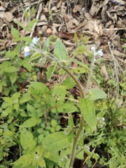 Thyrocarpus sampsonii