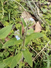 Thyrocarpus sampsonii