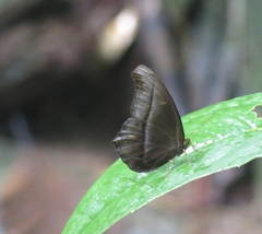 Coelites epiminthia