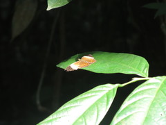 Cirrochroa orissa