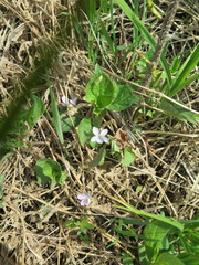 Viola acuminata