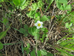 Fragaria orientalis
