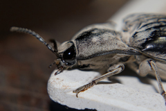 Tetralobus flabellicornis