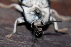 Tetralobus flabellicornis