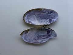 Hiatula alba