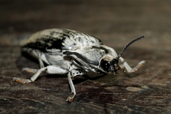 Tetralobus flabellicornis