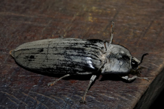 Tetralobus flabellicornis