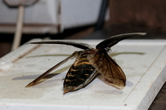 Tetralobus flabellicornis