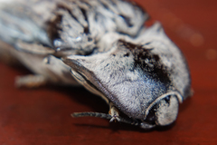 Tetralobus flabellicornis